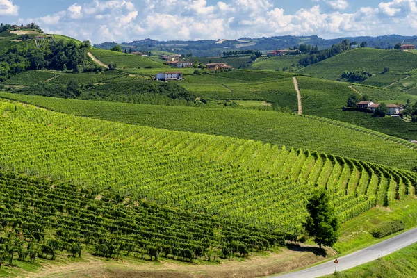 Wijngaarden Langhe Buurt Van Barbaresco Alba Cuneo Piemonte Zomer — Stockfoto