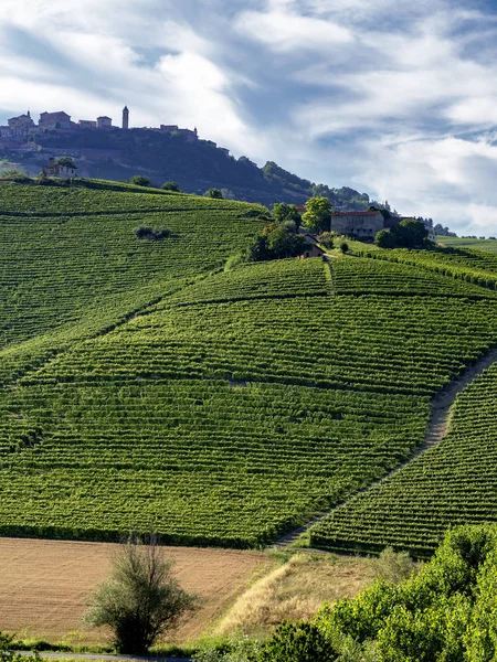 Vigneti Nelle Langhe Vicino Barolo Alba Cuneo Piemonte Italia Estate — Foto Stock