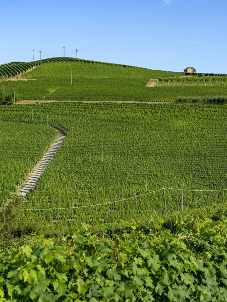 夏のバローロ アルバ クーネオ イタリア ピエモンテ州ランゲのブドウ畑 — ストック写真