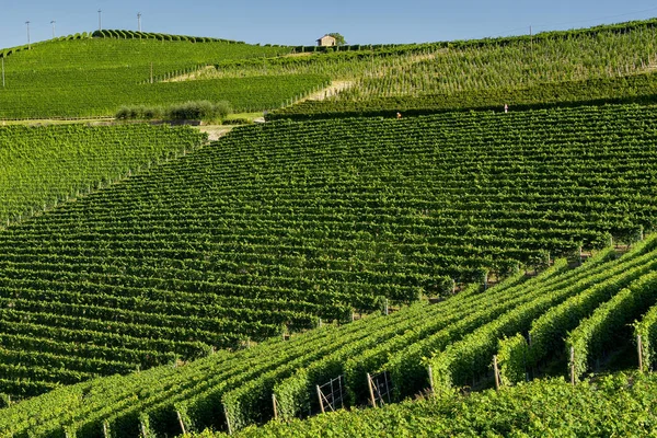 Viñedos Langhe Cerca Barolo Alba Cuneo Piamonte Italia Verano — Foto de Stock