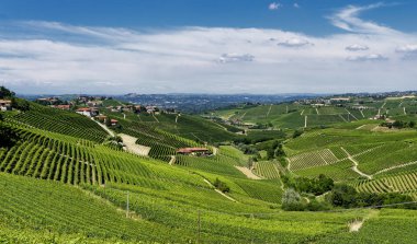 Langhe Barbaresco ve Alba, Cuneo, Piedmont, İtalya, üzüm bağları, yaz