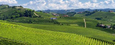 Langhe Barbaresco ve Alba, Cuneo, Piedmont, İtalya, üzüm bağları, yaz