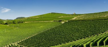 Langhe Barolo ve Alba, Cuneo, Piedmont, İtalya, üzüm bağları, yaz