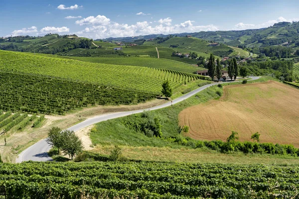 Wijngaarden Langhe Buurt Van Barbaresco Alba Cuneo Piemonte Zomer — Stockfoto