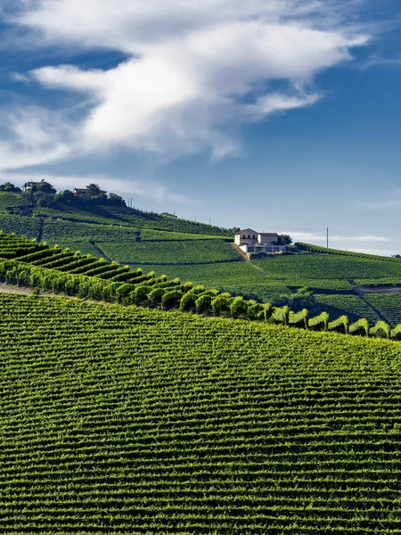 Winnice Langhe Pobliżu Barolo Alba Cuneo Piemont Włochy Lato — Zdjęcie stockowe