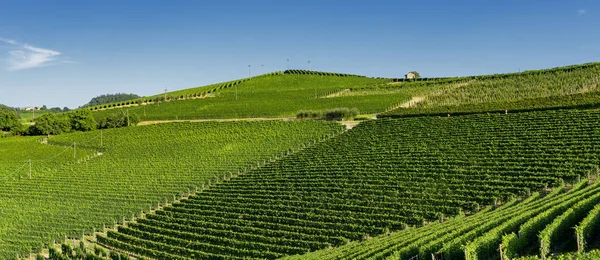 Viñedos Langhe Cerca Barolo Alba Cuneo Piamonte Italia Verano —  Fotos de Stock