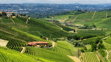 Langhe Barbaresco ve Alba, Cuneo, Piedmont, İtalya, üzüm bağları, yaz