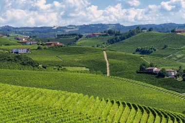 Langhe Barbaresco ve Alba, Cuneo, Piedmont, İtalya, üzüm bağları, yaz