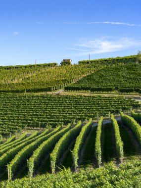 Langhe Barolo ve Alba, Cuneo, Piedmont, İtalya, üzüm bağları, yaz
