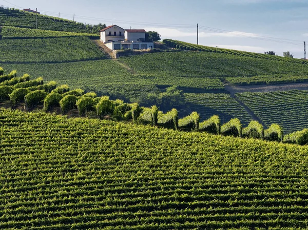 Vinhedos Langhe Perto Barolo Alba Cuneo Piemonte Itália Verão — Fotografia de Stock