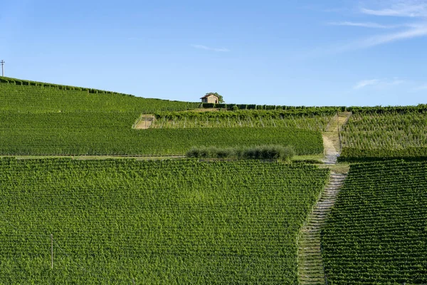 夏のバローロ アルバ クーネオ イタリア ピエモンテ州ランゲのブドウ畑 — ストック写真