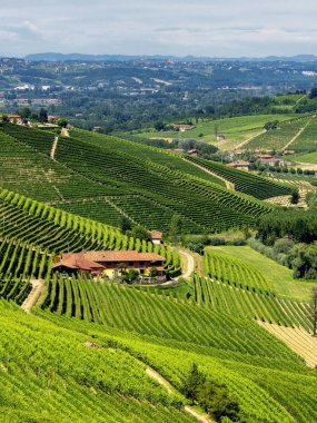 Langhe Barbaresco ve Alba, Cuneo, Piedmont, İtalya, üzüm bağları, yaz