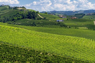 Langhe Barbaresco ve Alba, Cuneo, Piedmont, İtalya, üzüm bağları, yaz