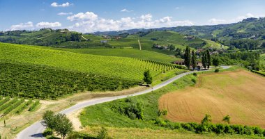 Langhe Barbaresco ve Alba, Cuneo, Piedmont, İtalya, üzüm bağları, yaz