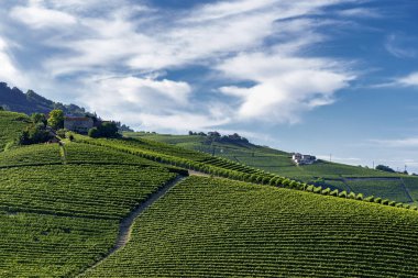 Langhe Barolo ve Alba, Cuneo, Piedmont, İtalya, üzüm bağları, yaz
