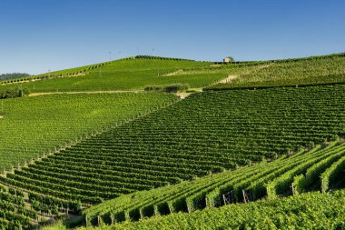 Langhe Barolo ve Alba, Cuneo, Piedmont, İtalya, üzüm bağları, yaz