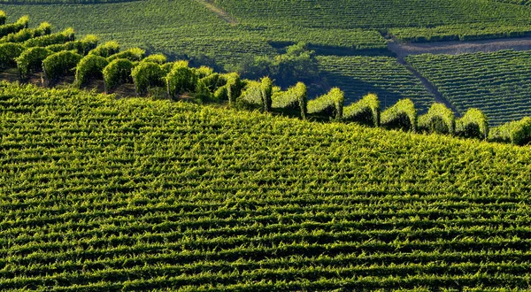 Winnice Langhe Pobliżu Barolo Alba Cuneo Piemont Włochy Lato — Zdjęcie stockowe