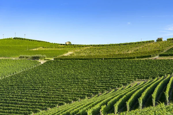 Виноградники Ланге Недалеко Бароло Альбы Кунео Пьемонт Италия Летом — стоковое фото
