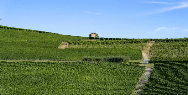 Vineyards Langhe Barolo Alba Cuneo Piedmont Italy Summer — Stock Photo, Image