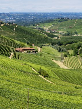 Langhe Barbaresco ve Alba, Cuneo, Piedmont, İtalya, üzüm bağları, yaz