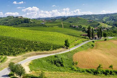 Langhe Barbaresco ve Alba, Cuneo, Piedmont, İtalya, üzüm bağları, yaz