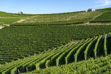 Langhe Barolo ve Alba, Cuneo, Piedmont, İtalya, üzüm bağları, yaz