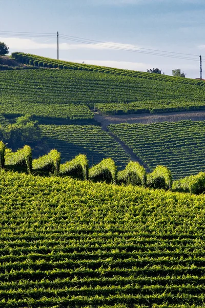 Winnice Langhe Pobliżu Barolo Alba Cuneo Piemont Włochy Lato — Zdjęcie stockowe