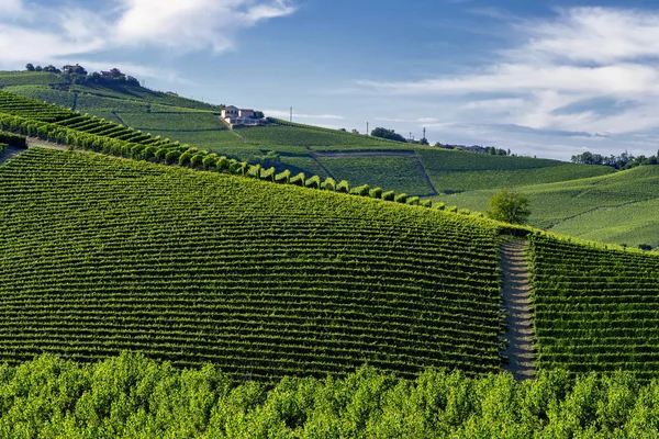 Vinice Langhe Poblíž Barolo Alba Cuneo Piemont Itálie Letní — Stock fotografie