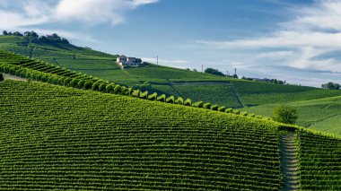 Langhe Barolo ve Alba, Cuneo, Piedmont, İtalya, üzüm bağları, yaz