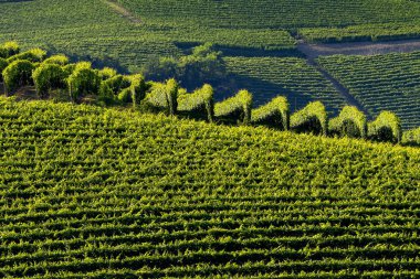Langhe Barolo ve Alba, Cuneo, Piedmont, İtalya, üzüm bağları, yaz