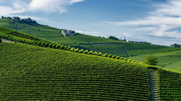Langhe Barolo ve Alba, Cuneo, Piedmont, İtalya, üzüm bağları, yaz