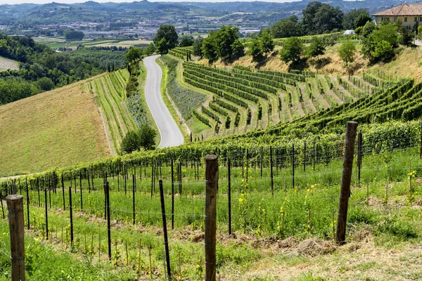 Winnice Langhe Pobliżu Barbaresco Alba Cuneo Piemont Włochy Lato — Zdjęcie stockowe