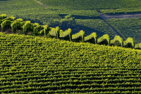 Виноградники Ланге Недалеко Бароло Альбы Кунео Пьемонт Италия Летом — стоковое фото