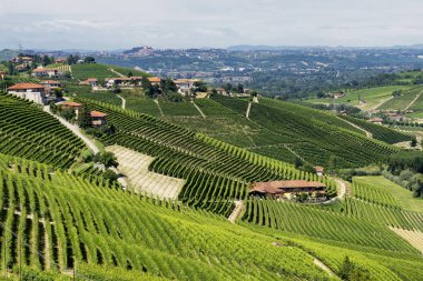 Langhe Barbaresco ve Alba, Cuneo, Piedmont, İtalya, üzüm bağları, yaz