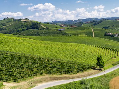 Langhe Barbaresco ve Alba, Cuneo, Piedmont, İtalya, üzüm bağları, yaz