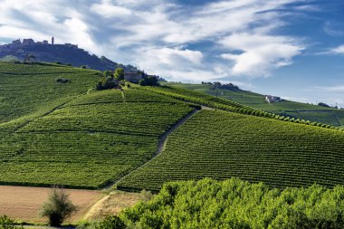 Langhe Barolo ve Alba, Cuneo, Piedmont, İtalya, üzüm bağları, yaz