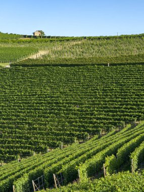 Langhe Barolo ve Alba, Cuneo, Piedmont, İtalya, üzüm bağları, yaz