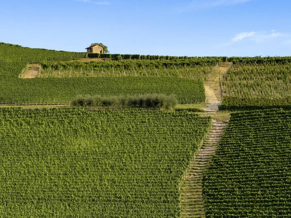 Wijngaarden Langhe Buurt Van Barolo Alba Cuneo Piemonte Zomer — Stockfoto