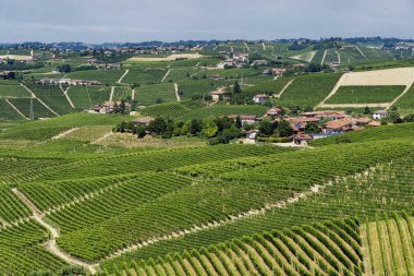 Langhe Barbaresco ve Alba, Cuneo, Piedmont, İtalya, üzüm bağları, yaz