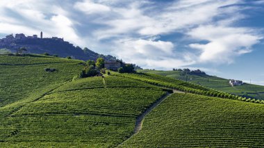 Langhe Barolo ve Alba, Cuneo, Piedmont, İtalya, üzüm bağları, yaz