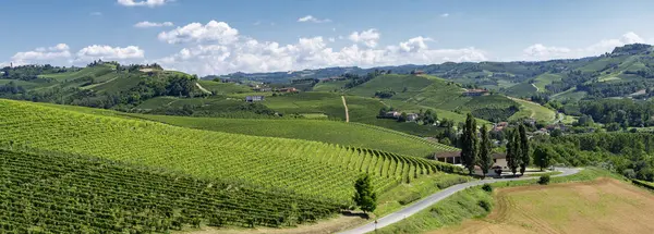 Winnice Langhe Pobliżu Barbaresco Alba Cuneo Piemont Włochy Lato — Zdjęcie stockowe