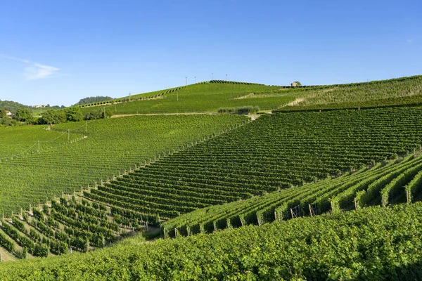 Vinhedos Langhe Perto Barolo Alba Cuneo Piemonte Itália Verão — Fotografia de Stock