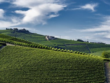 Langhe Barolo ve Alba, Cuneo, Piedmont, İtalya, üzüm bağları, yaz