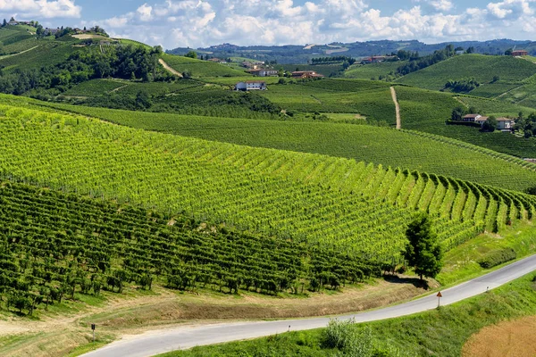 Wijngaarden Langhe Buurt Van Barbaresco Alba Cuneo Piemonte Zomer — Stockfoto