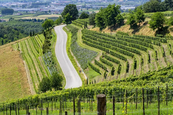 Winnice Langhe Pobliżu Barbaresco Alba Cuneo Piemont Włochy Lato — Zdjęcie stockowe