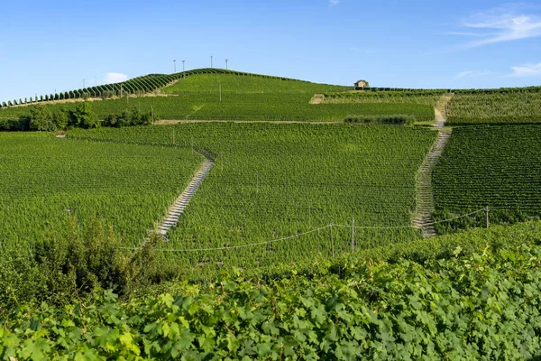 Winnice Langhe Pobliżu Barolo Alba Cuneo Piemont Włochy Lato — Zdjęcie stockowe