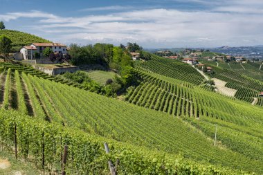 Langhe Barbaresco ve Alba, Cuneo, Piedmont, İtalya, üzüm bağları, yaz