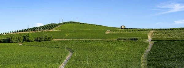 Vignobles Dans Les Langhe Près Barolo Alba Cuneo Piémont Italie — Photo