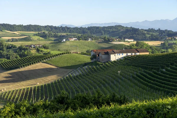 Vineyards Langhe Barolo Alba Cuneo Piedmont Italy Summer — Stock Photo, Image