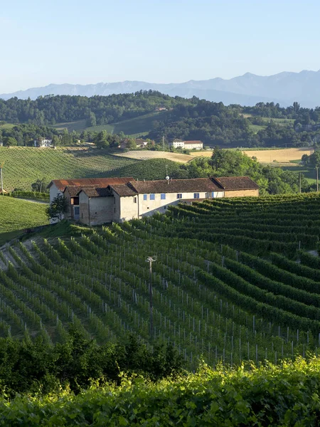 Vineyards Langhe Barolo Alba Cuneo Piedmont Italy Summer — Stock Photo, Image